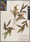 Foto von Salix caudata (Nutt.) A. Heller
